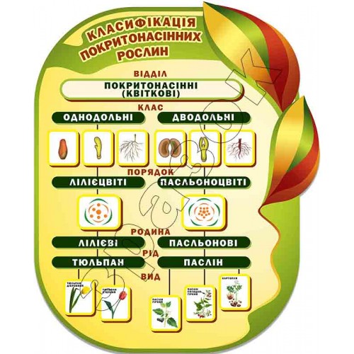 Стенд Класифікація покритонасінних рослин УОМ 0029