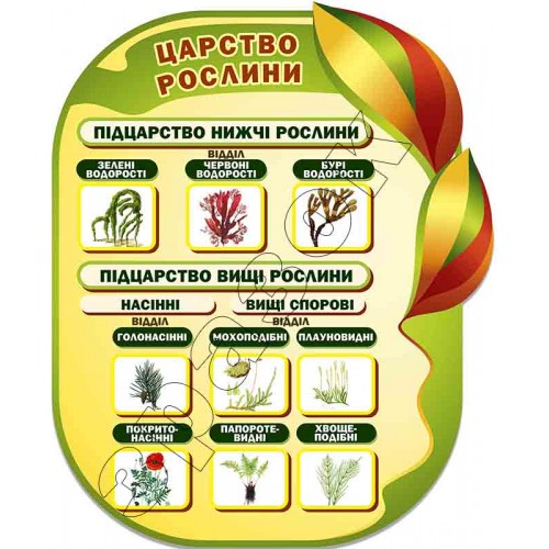 Стенд  по біології Царство рослини 31